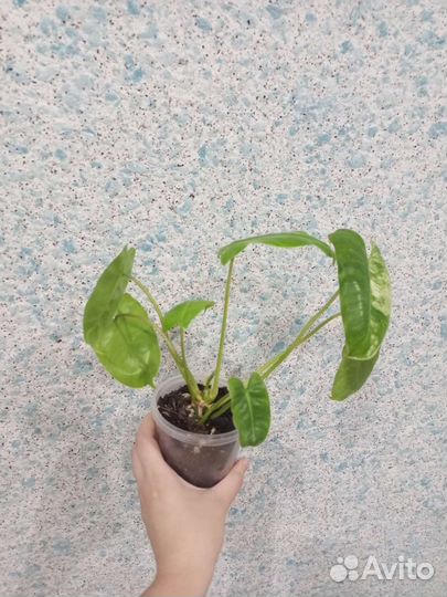 Филодендрон бурле макс вар, Black Cardinal