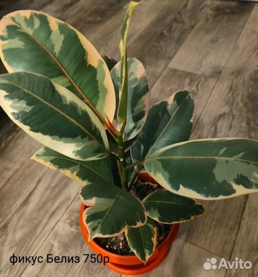 Фикус белиз и фикус тинеке