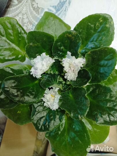 Фиалки сенполии