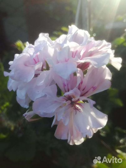 Сортовая герань/пеларгония