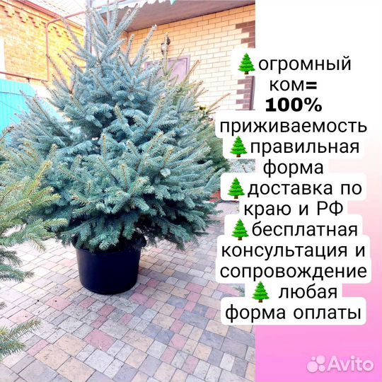 Живая ель в горшке (елка)