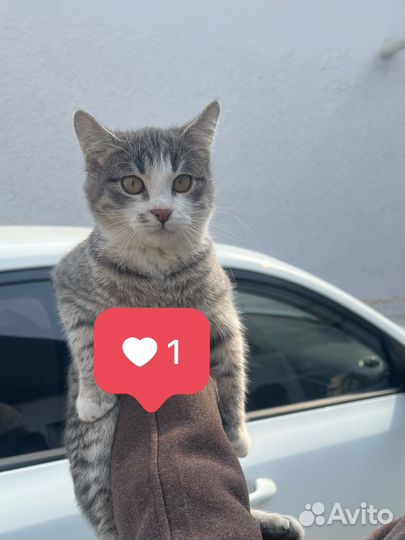 Отдам в ответственные руки