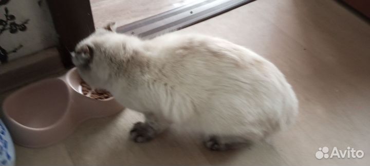 Кошка отдам в добрые руки