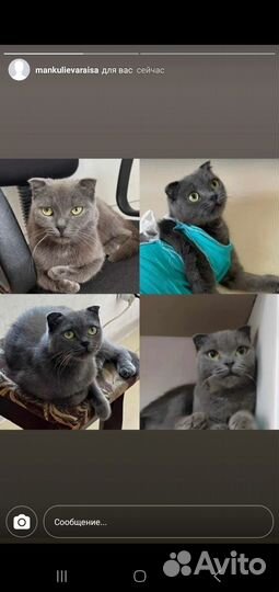 Кошка в дар