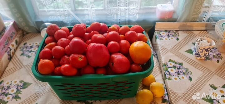 Помидоры домашние