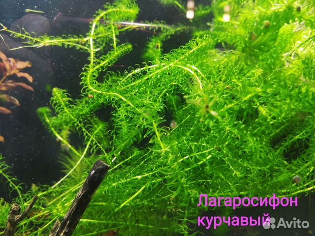 Аквариумные растения, мхи купить в Екатеринбурге | Животные и зоотовары ...