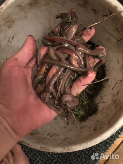 Червь (выползок ) товары для рыбалки