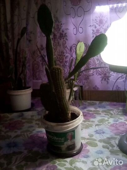 Кактусы (горшок с несколькими)