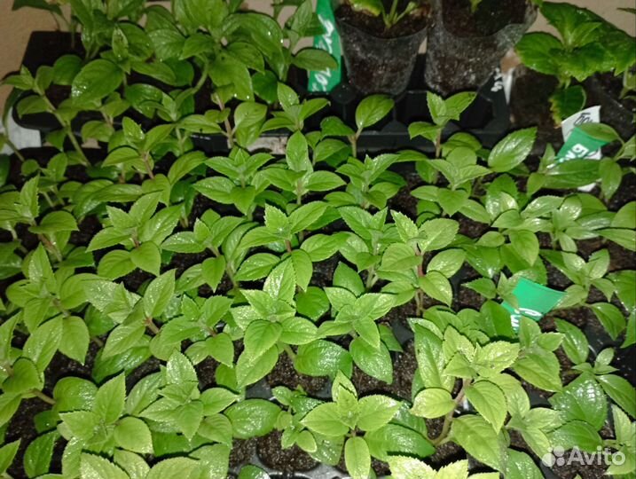 Гортензия метельчатая скайфолл,черенки