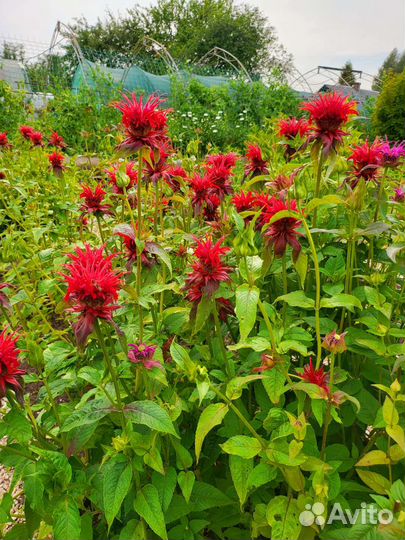 Семена, рассада, удобрения