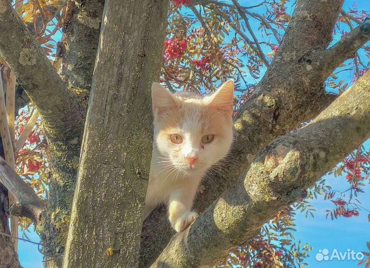 Кот ищет дом