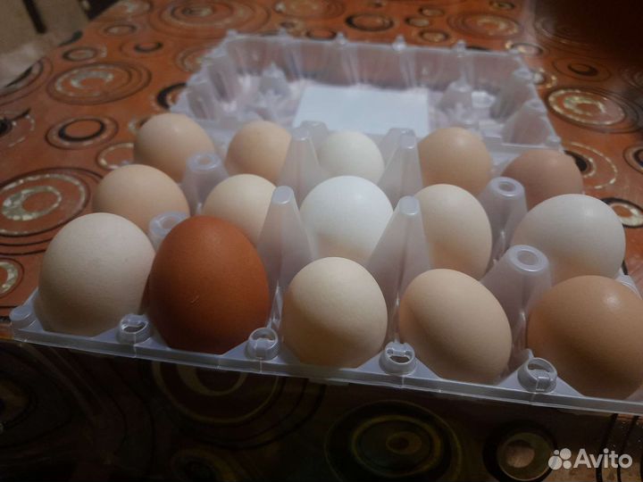 Домашние куриные яйца