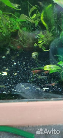 Креветки вишня