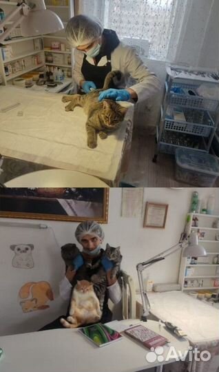 Услуги Ветеринарного Врача