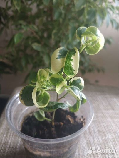 Фикус Бенджамина. Сорт Ирен