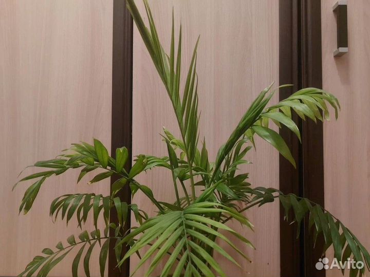 Пальма Хамедорея