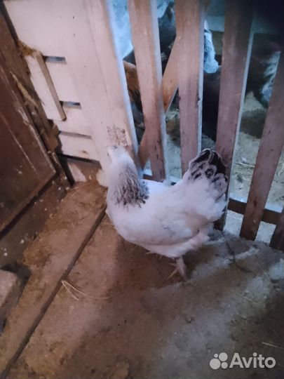 Курочка наседка