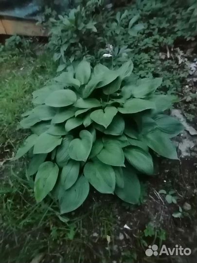 Хоста зелёная