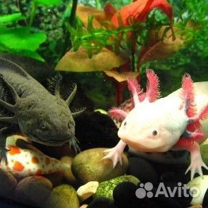 Аксолотли, лягушки, тритоны