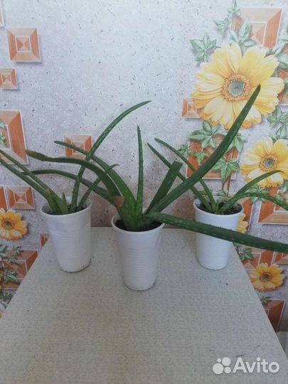 Комнатные растения