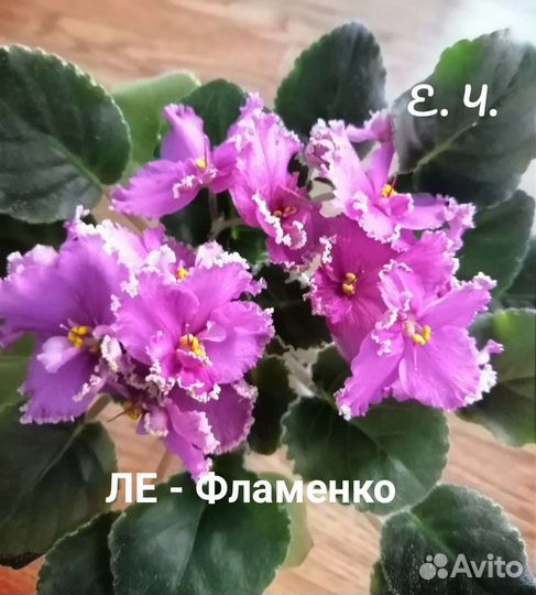 Сортовые фиалки