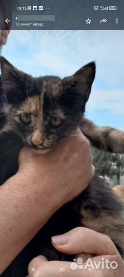 Кошки в добрые руки