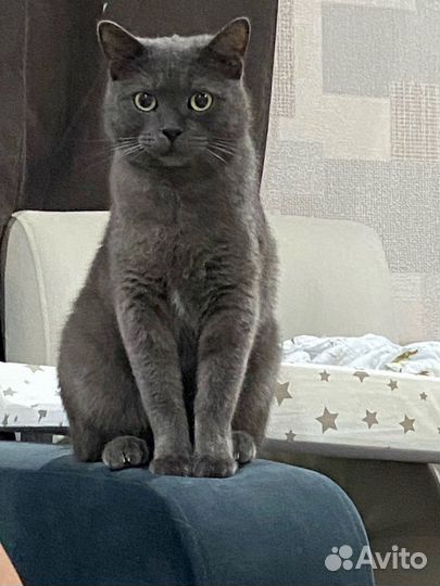 Кошки и кота