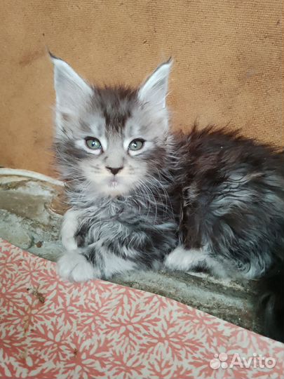 Котята мейн-кун