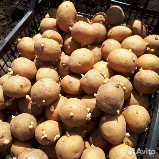 Семенной картофель