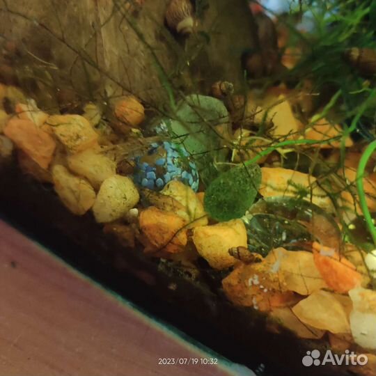 Аквариум с креветками, улитками и рыбки