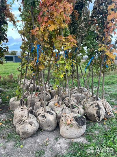 Клен остролистный