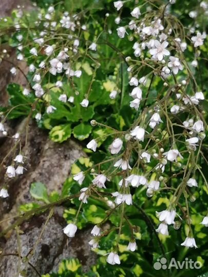 Цветы для дачи, сада, камнеломка теневая