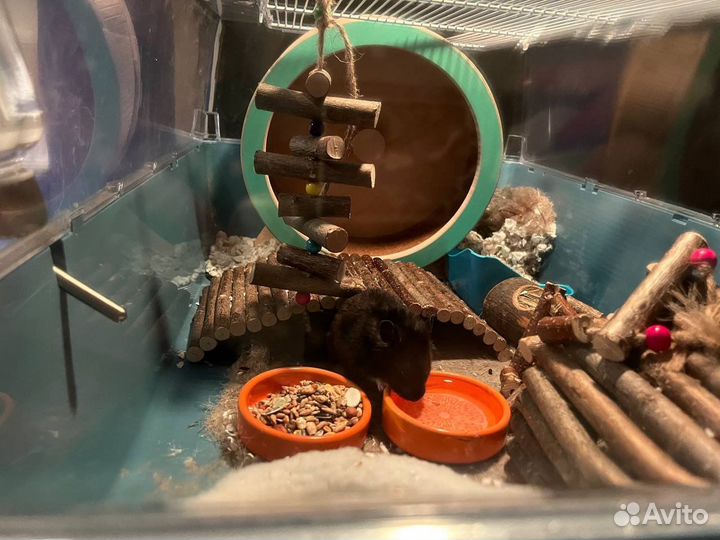 Сирийский хомяк мальчик даром