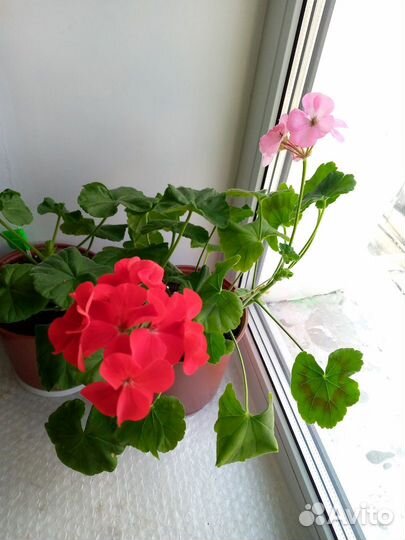 Герань пеларгония зональная