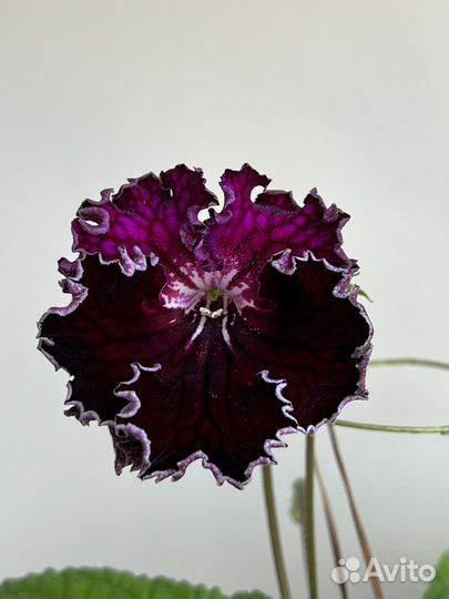 Стрептокарпусы разные