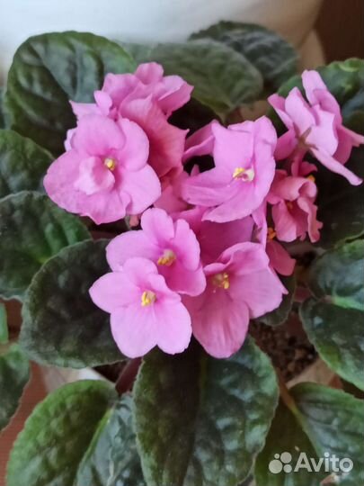 Фиалка сортовая