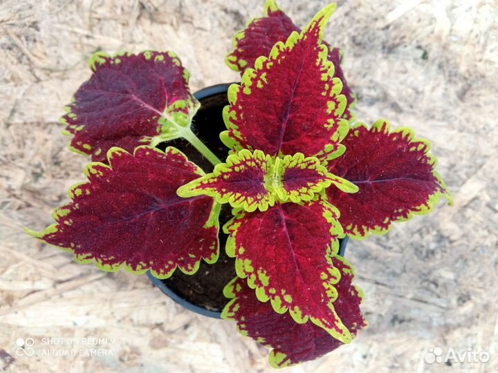 Колеусы укорененные