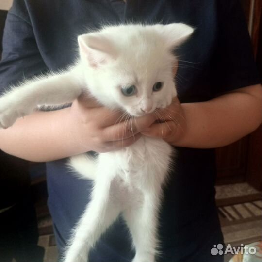 Отдам даром бесплатно
