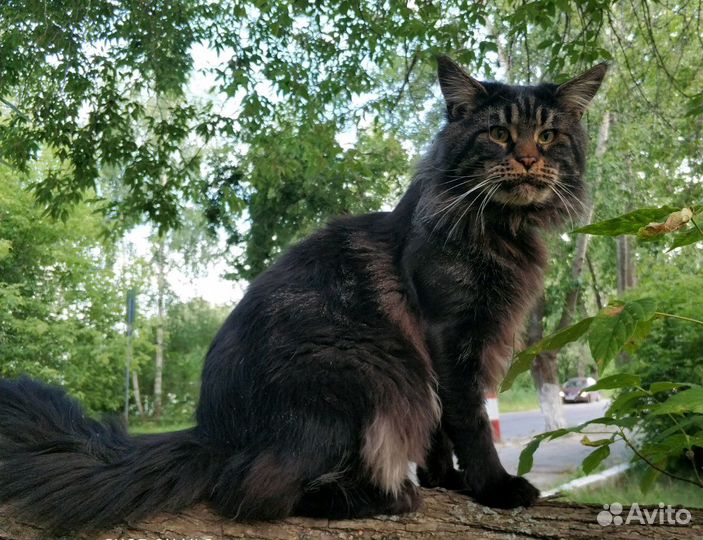 Мейн-кун (вязка)