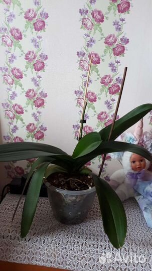 Орхидея фаленопсис