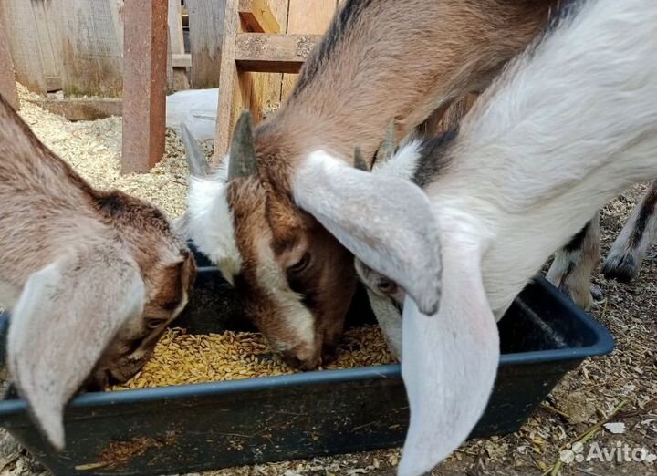 Англо нубийские козы