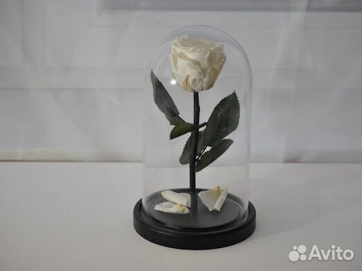 Роза в колбе стабилизированная Премиум