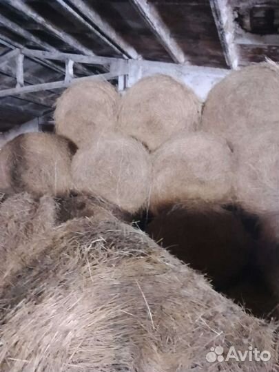 Сено солома в рулонах