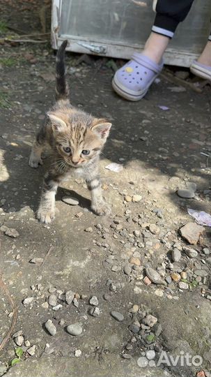 Кошечка девочка