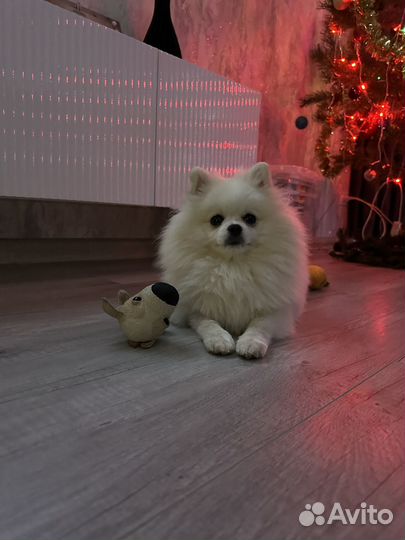 Шпиц вязка