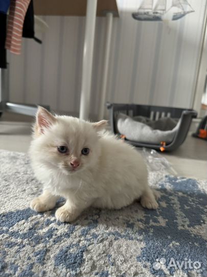 Чудесный котенок в добрые руки