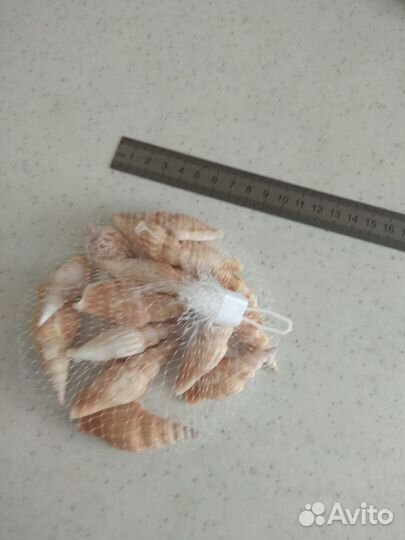 Морские ракушки