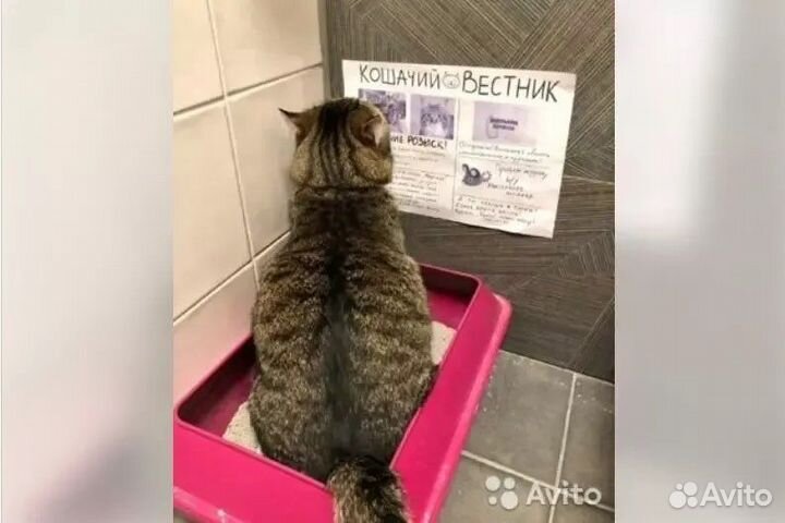 Газета для кошек