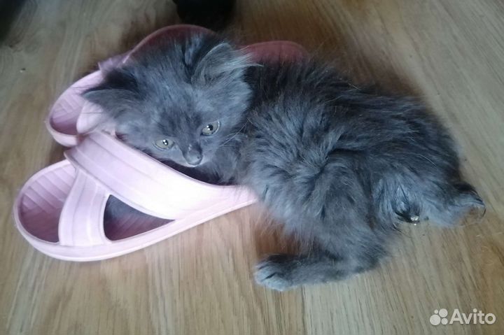 Кошечка в очень добрые и заботливые руки