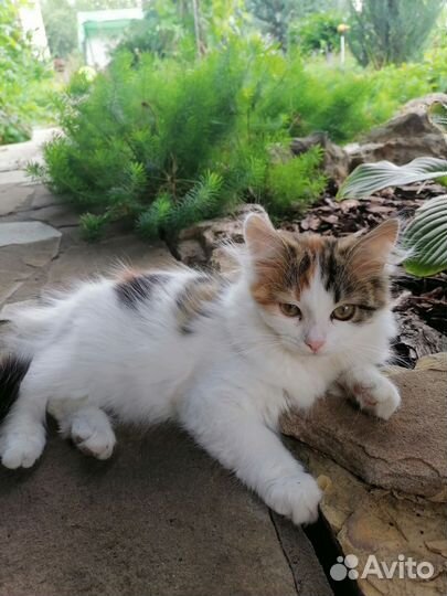 Кошка в дар